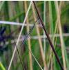 blbreedscheenIMGP5509a