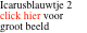 Icarusblauwtje 2 click hier voor groot