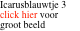 Icarusblauwtje 3 click hier voor groot