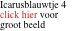 Icarusblauwtje 4 click hier voor groot